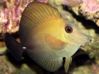 Cirujano scopas